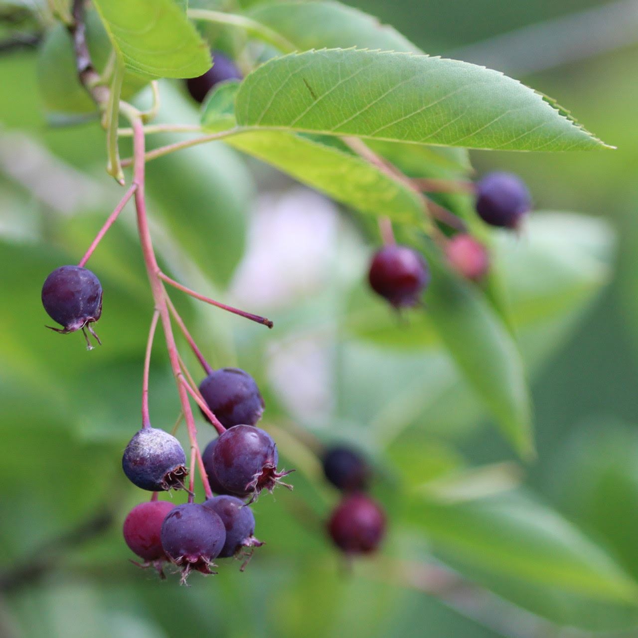 Serviceberry tree berries