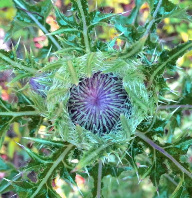 Thistle in Umstead State park by Arianne Hemlein